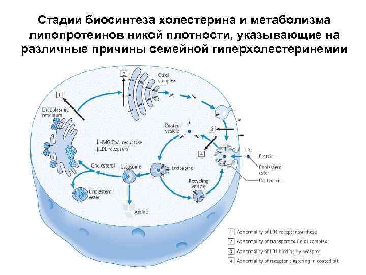 Стадии биосинтеза холестерина и метаболизма липопротеинов никой плотности, указывающие на различные причины семейной гиперхолестеринемии