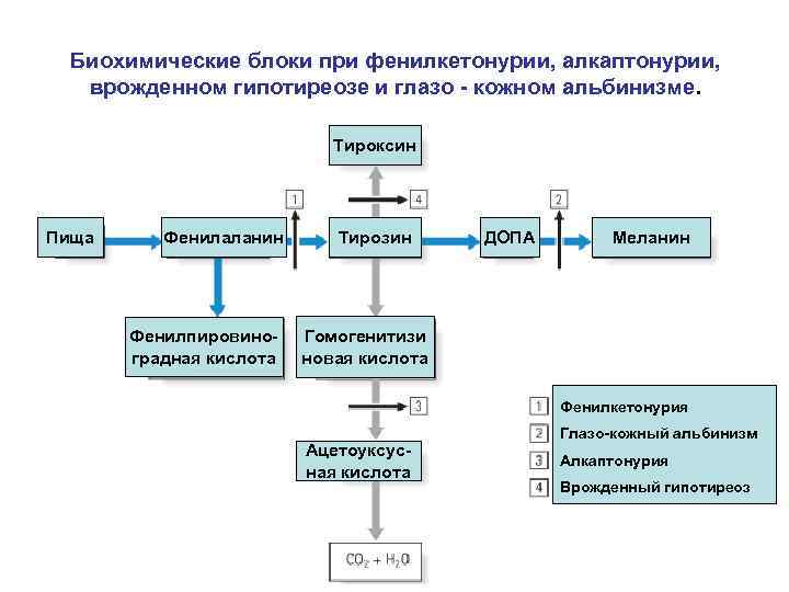 Биохимические блоки при фенилкетонурии, алкаптонурии, врожденном гипотиреозе и глазо - кожном альбинизме. Тироксин Пища