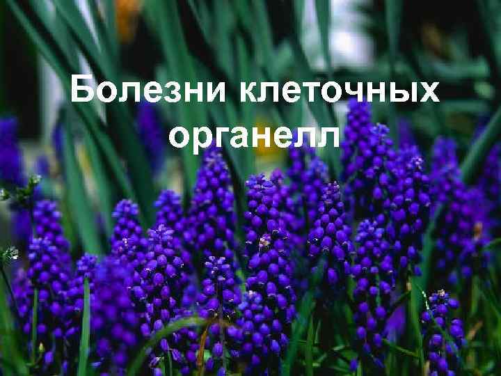 Болезни клеточных органелл 