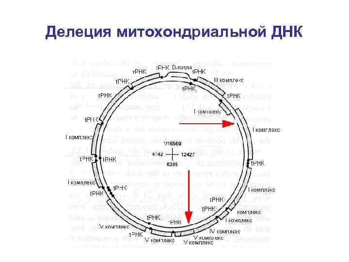 Делеция митохондриальной ДНК 