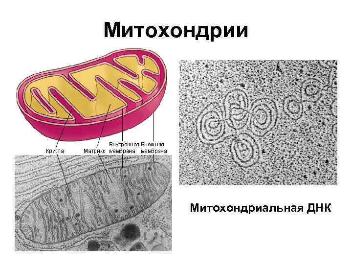 Какая клеточная органелла обозначена на фотографии вопросительным знаком в какой