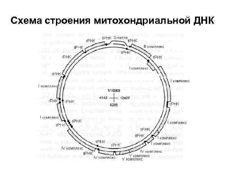 Схема строения митохондриальной ДНК 