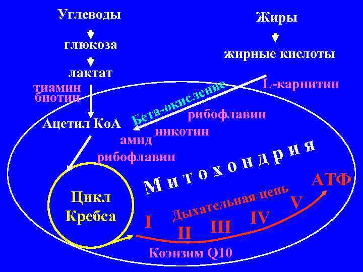 Углеводы Жиры глюкоза жирные кислоты лактат тиамин биотин L-карнитин ие лен кис а-о рибофлавин