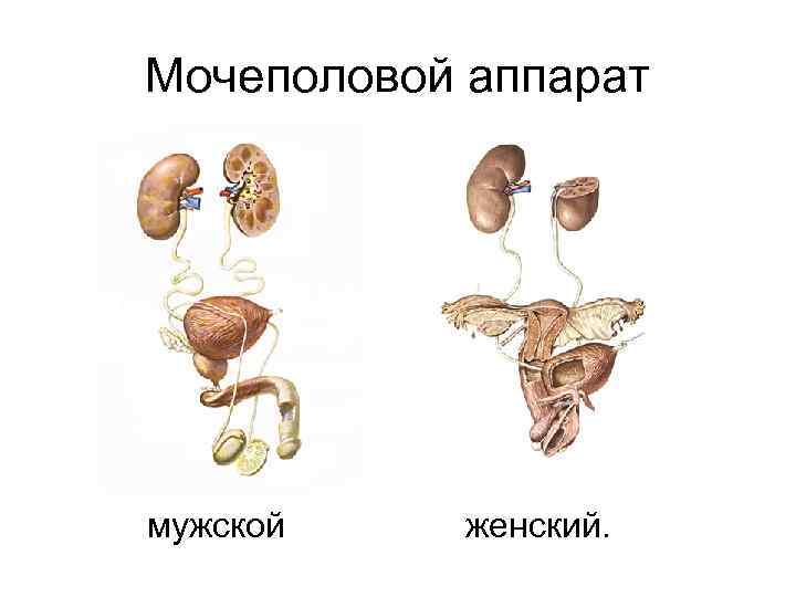 Мочевые органы мужчины
