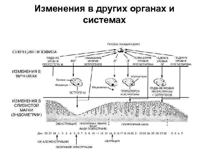 Изменения в других органах и системах 