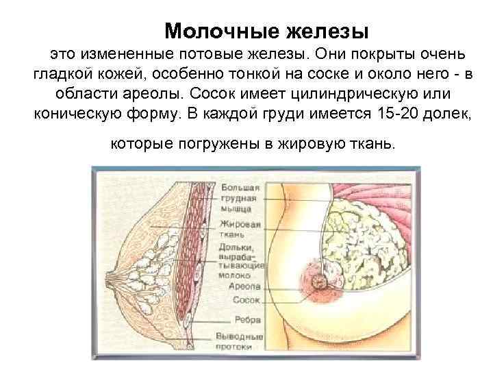  Молочные железы это измененные потовые железы. Они покрыты очень гладкой кожей, особенно тонкой