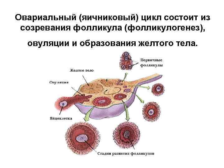 Из чего состоит цикл