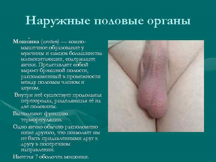 Наружные половые органы Мошо нка (scrotum) — кожнонка мышечное образование у мужчины и самцов