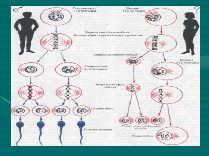 Классификация мужских половых органов