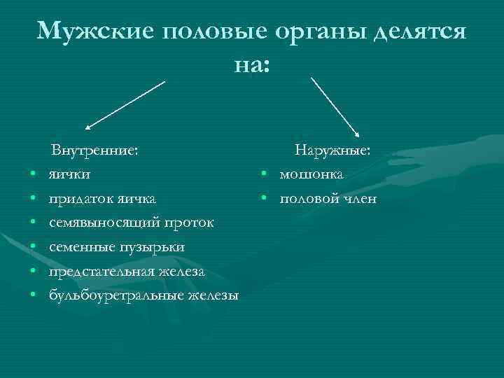 Мужские половые органы делятся на: • • • Внутренние: яички придаток яичка семявыносящий проток