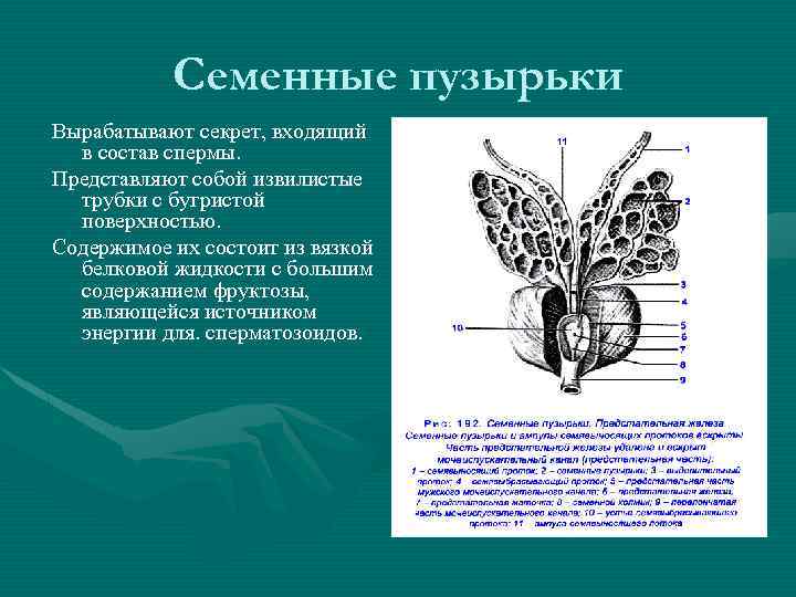 Семенной пузырек семенная железа. Семенные пузырьки строение и функции. Семенные пузырьки вырабатывают. Секрет семенных пузырьков способствует. Семенные пузырьки располагаются.