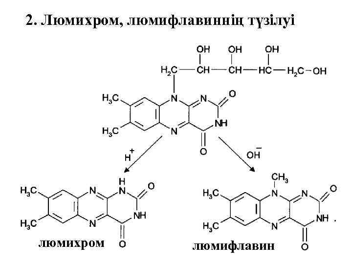 2. Люмихром, люмифлавиннің түзілуі люмихром люмифлавин 