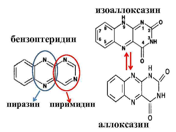 изоаллоксазин бензоптеридин пиразин пиримидин аллоксазин 