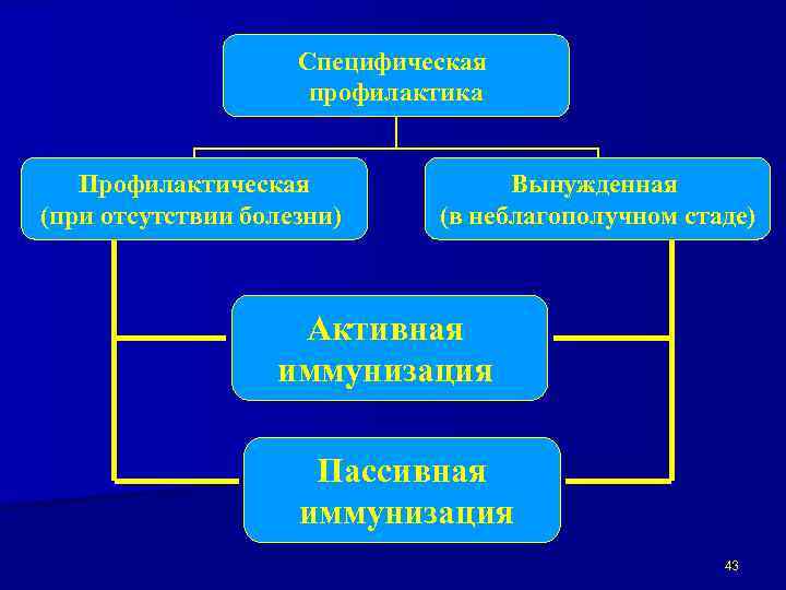Специфическая профилактика Профилактическая (при отсутствии болезни) Вынужденная (в неблагополучном стаде) Активная иммунизация Пассивная иммунизация