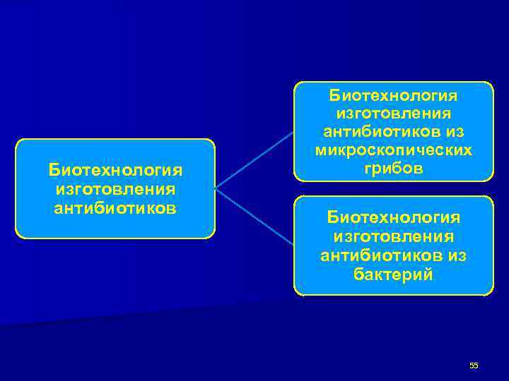 Биотехнология изготовления антибиотиков из микроскопических грибов Биотехнология изготовления антибиотиков из бактерий 55 