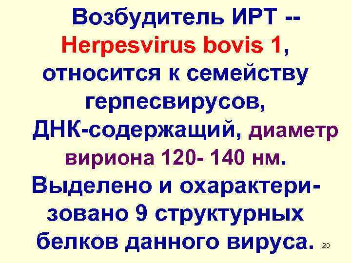 Возбудитель ИРТ -Herpesvirus bovis 1, относится к семейству герпесвирусов, ДНК-содержащий, диаметр вириона 120 -