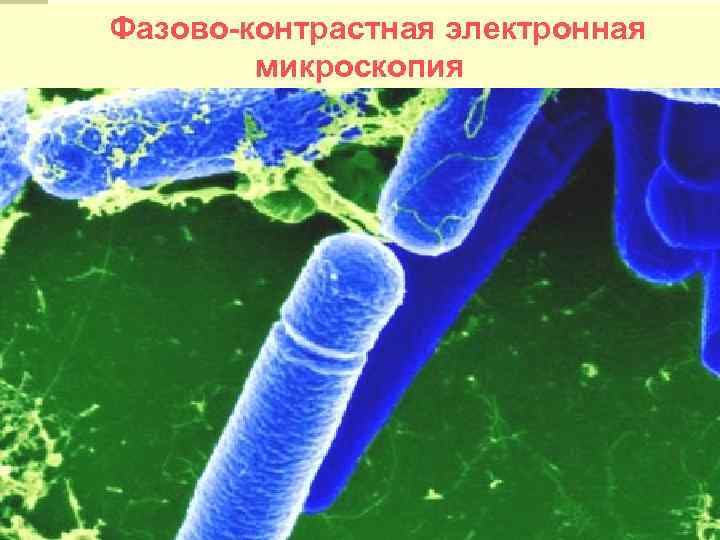 Фазово-контрастная электронная микроскопия 