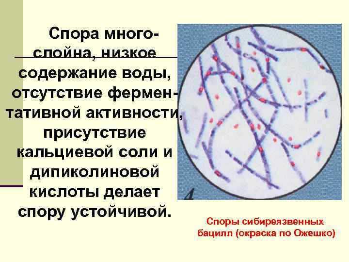 Спора многослойна, низкое содержание воды, отсутствие ферментативной активности, присутствие кальциевой соли и дипиколиновой кислоты