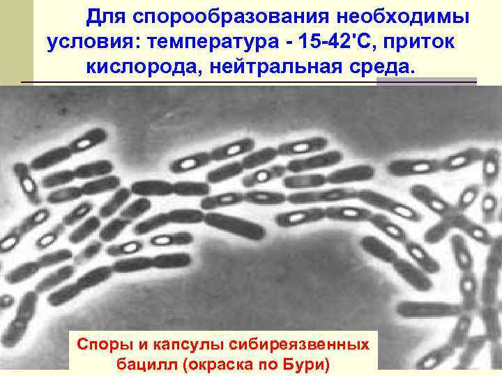 Для спорообразования необходимы условия: температура - 15 -42'C, приток кислорода, нейтральная среда. Споры и