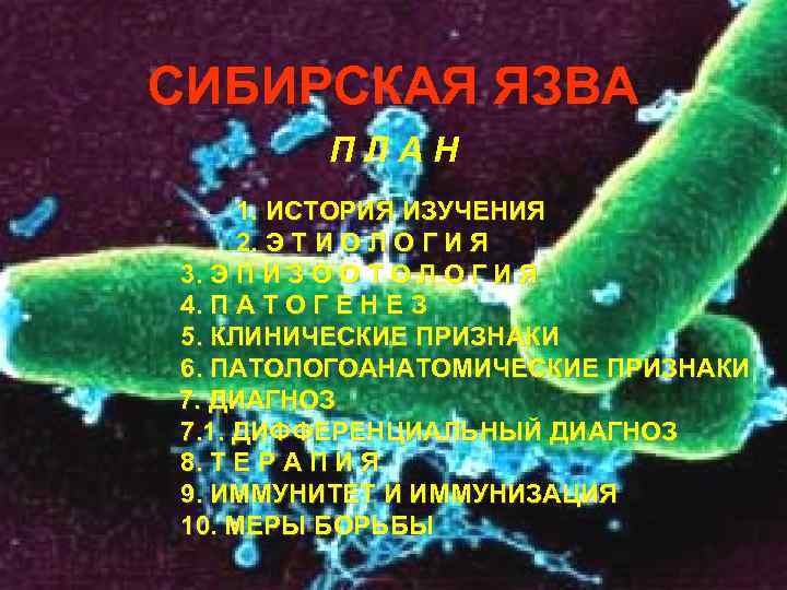 СИБИРСКАЯ ЯЗВА П Л А Н 1. ИСТОРИЯ ИЗУЧЕНИЯ 2. Э Т И О