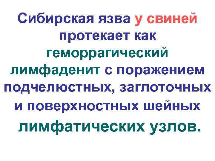 Сибирская язва у свиней протекает как геморрагический лимфаденит с поражением подчелюстных, заглоточных и поверхностных