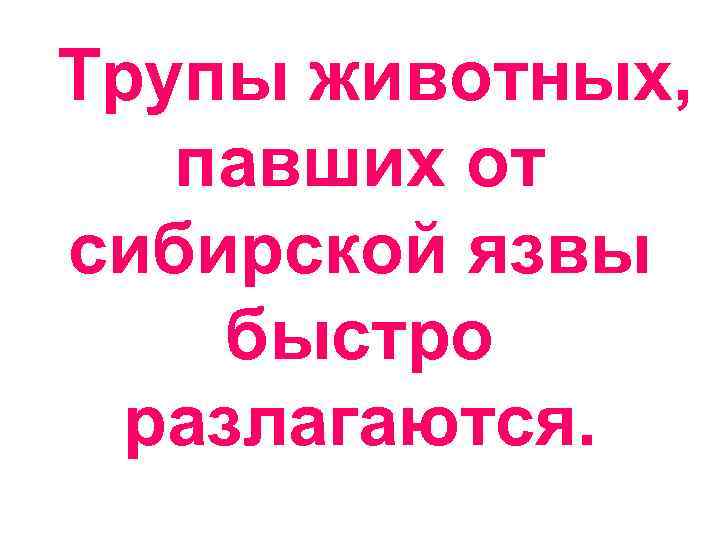  Трупы животных, павших от сибирской язвы быстро разлагаются. 