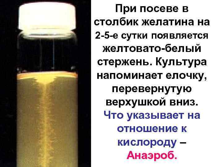 При посеве в столбик желатина на 2 -5 -е сутки появляется желтовато-белый стержень. Культура