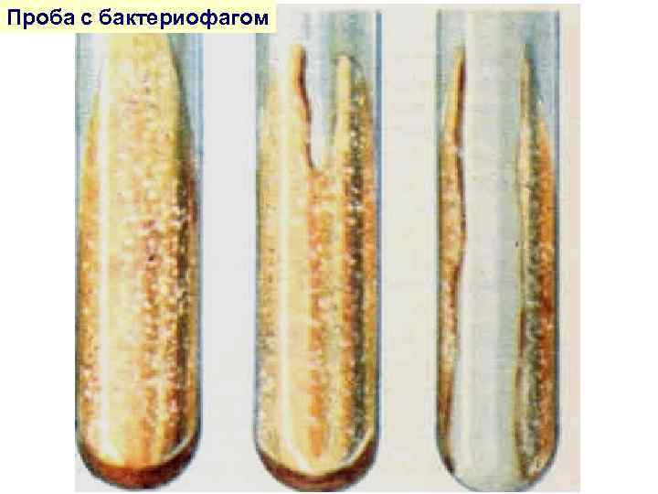 Проба с бактериофагом 