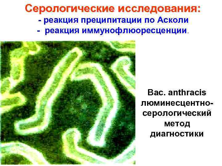 Серологические исследования: - реакция преципитации по Асколи - реакция иммунофлюоресценции. Bac. аnthracis люминесцентносерологический метод