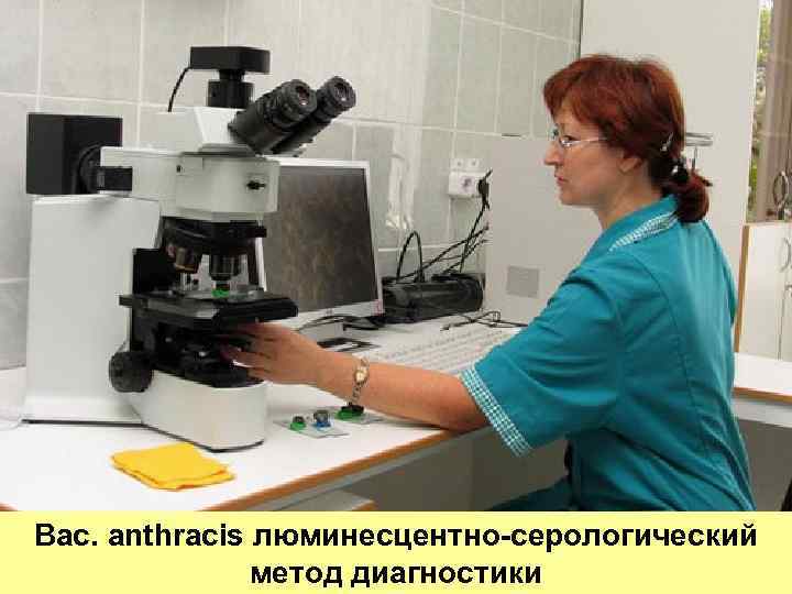 Bac. аnthracis люминесцентно-серологический метод диагностики 