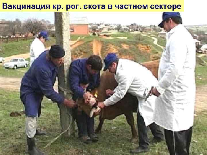 Вакцинация кр. рог. скота в частном секторе 