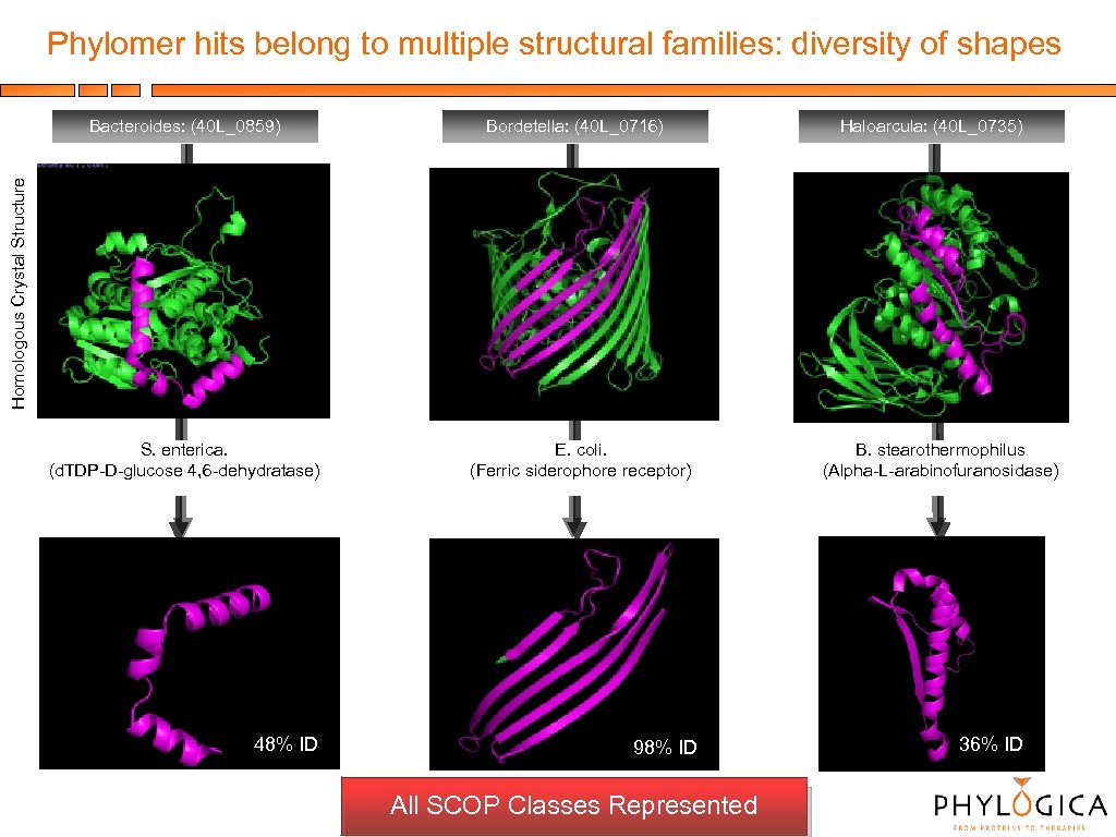 Phylomer hits belong to multiple structural families: diversity of shapes Bordetella: (40 L_0716) Haloarcula:
