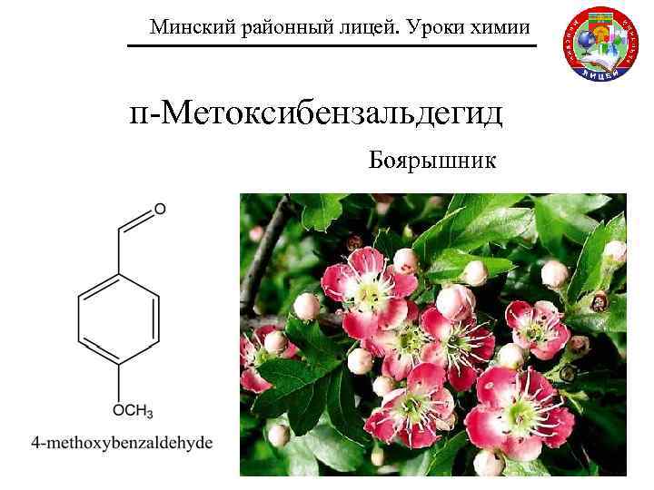 Минский районный лицей. Уроки химии п-Метоксибензальдегид Боярышник 