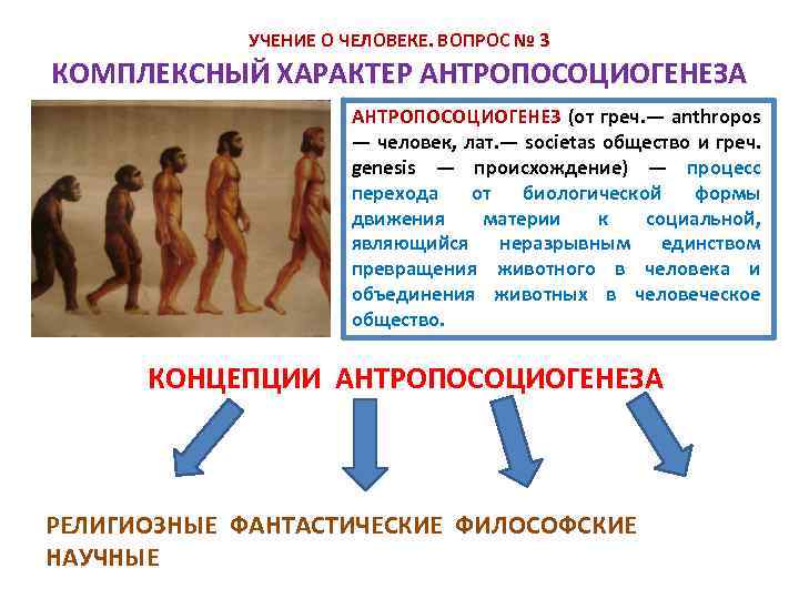 УЧЕНИЕ О ЧЕЛОВЕКЕ. ВОПРОС № 3 КОМПЛЕКСНЫЙ ХАРАКТЕР АНТРОПОСОЦИОГЕНЕЗА АНТРОПОСОЦИОГЕНЕЗ (от греч. — anthropos