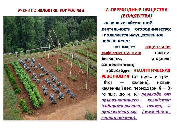  УЧЕНИЕ О ЧЕЛОВЕКЕ. ВОПРОС № 3 2. ПЕРЕХОДНЫЕ ОБЩЕСТВА (ВОЖДЕСТВА) основа хозяйственной деятельности