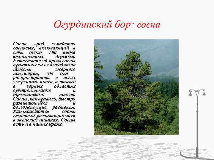 Огурдинский бор: cосна Сосна –род семейство сосновых, включающий в себя около 100 видов вечнозеленых