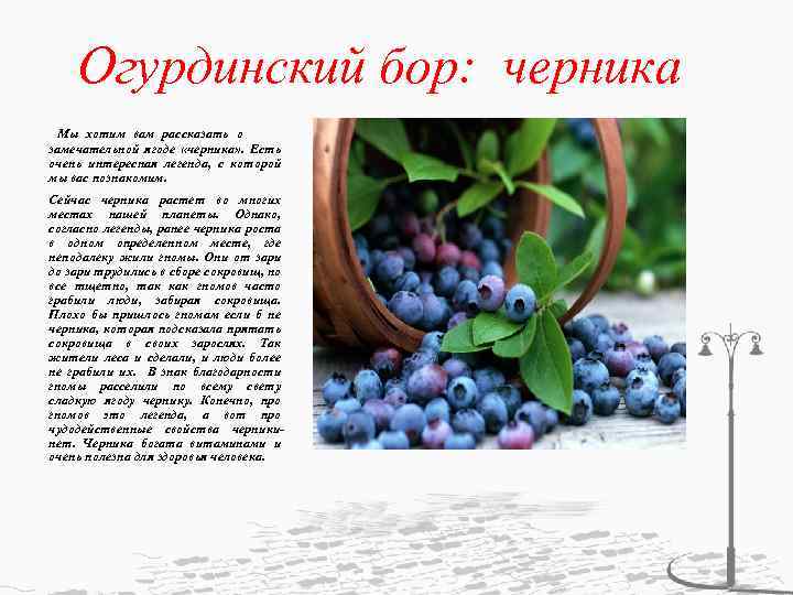 Огурдинский бор: черника Мы хотим вам рассказать о замечательной ягоде «черника» . Есть очень