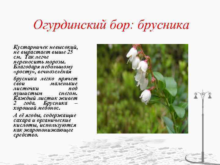 Огурдинский бор: брусника Кустарничек невысокий, не вырастает выше 25 см. Так легче переносить морозы.