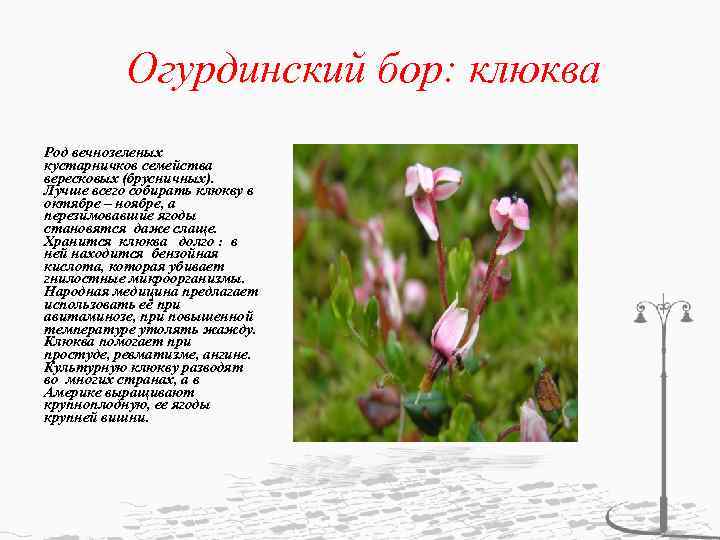 Огурдинский бор: клюква Род вечнозеленых кустарничков семейства вересковых (брусничных). Лучше всего собирать клюкву в