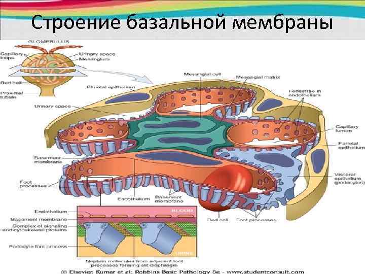 Строение базальной мембраны 