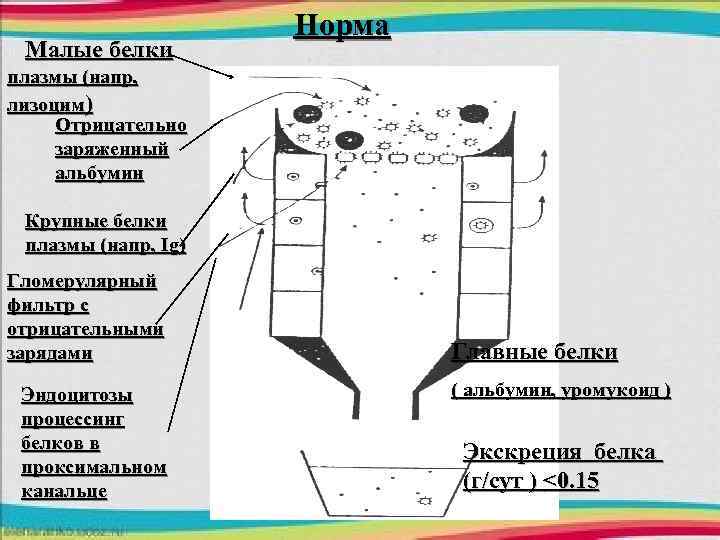 Малые белки Норма плазмы (напр, лизоцим) Отрицательно заряженный альбумин Крупные белки плазмы (напр, Ig)