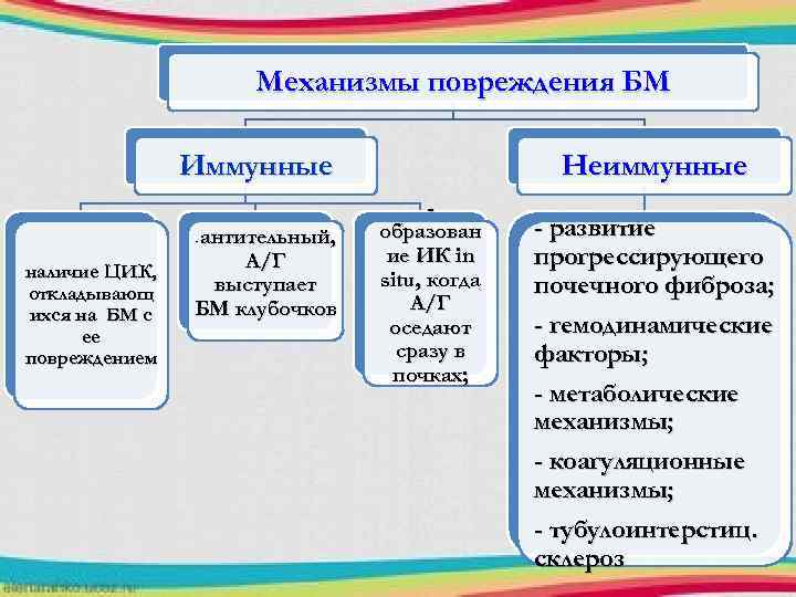 Механизмы повреждения БМ Иммунные антительный, А/Г выступает БМ клубочков - наличие ЦИК, откладывающ ихся