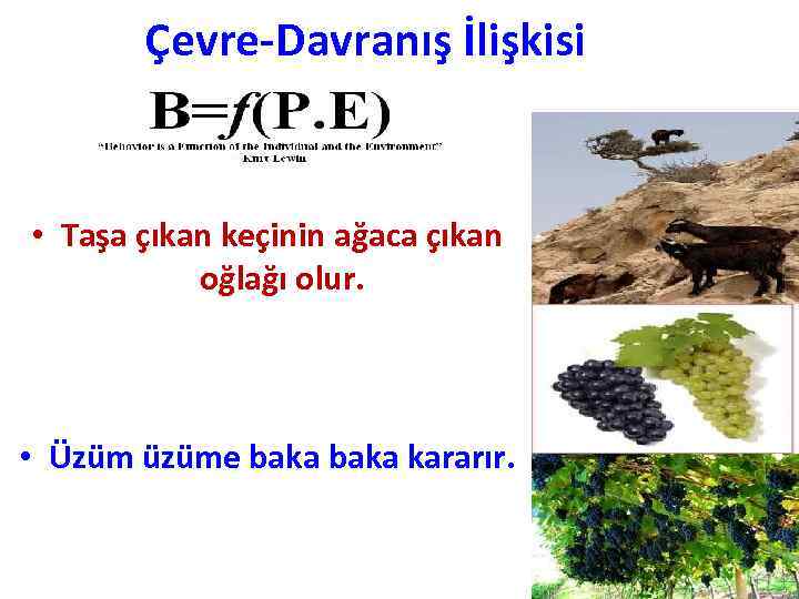 Çevre-Davranış İlişkisi • Taşa çıkan keçinin ağaca çıkan oğlağı olur. • Üzüm üzüme baka