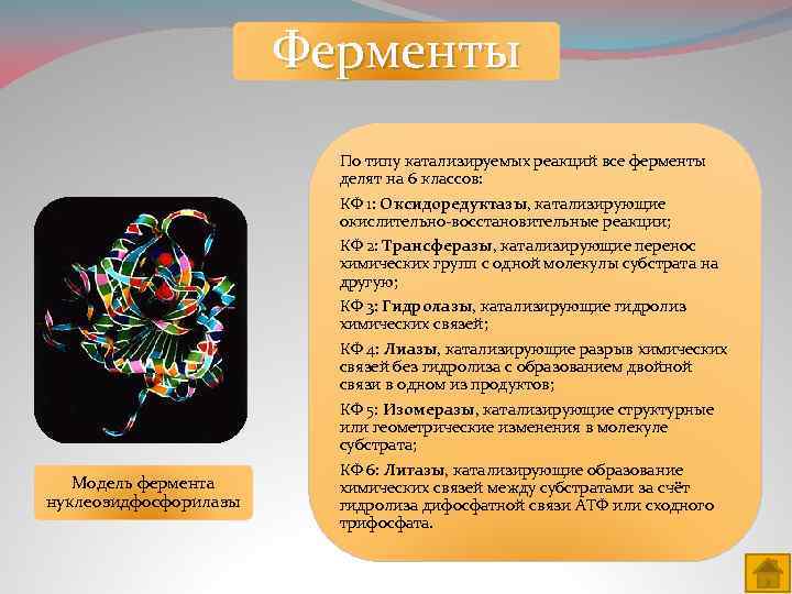 Презентация витамины и ферменты