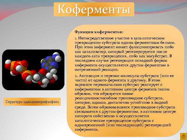 Коферменты Структура аденозинтрифосфата Функции коферментов: 1. Непосредственное участие в каталитическом превращении субстрата одним ферментным