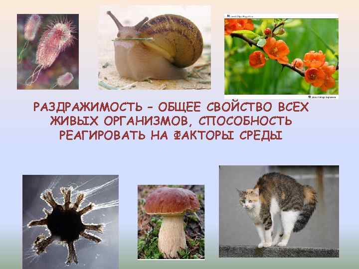РАЗДРАЖИМОСТЬ – ОБЩЕЕ СВОЙСТВО ВСЕХ ЖИВЫХ ОРГАНИЗМОВ, СПОСОБНОСТЬ РЕАГИРОВАТЬ НА ФАКТОРЫ СРЕДЫ 