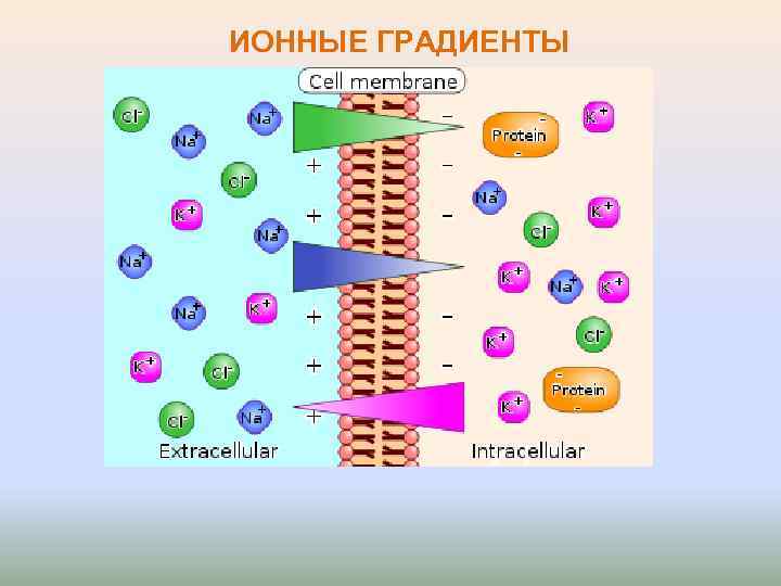 ИОННЫЕ ГРАДИЕНТЫ 