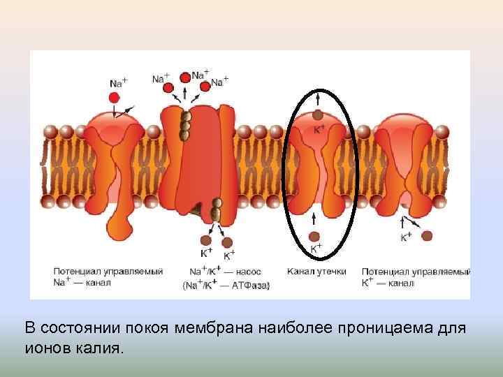 В состоянии покоя мембрана наиболее проницаема для ионов калия. 