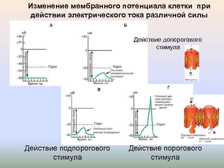 Изменение мембранного потенциала клетки при действии электрического тока различной силы Действие допорогового стимула Действие