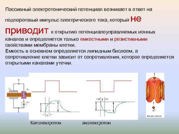Пассивный электротонический потенциал возникает в ответ на подпороговый импульс электрического тока, который не приводит